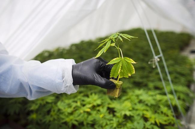 Cannabis retailer buying two stores in Alberta for $2.2M in shares | iNFOnews.ca