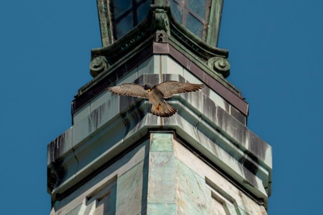 California peregrine falcon finds partner after mate's death | iNFOnews.ca