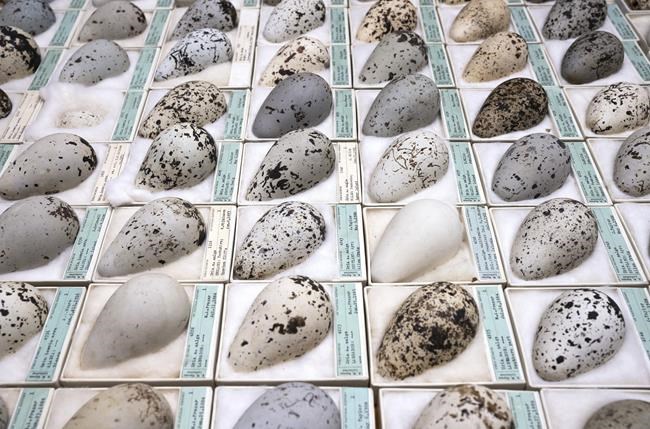 Study: Many birds nesting, laying eggs earlier in Chicago | iNFOnews.ca Study: Many birds nesting, laying eggs earlier in Chicago | iNFOnews.ca