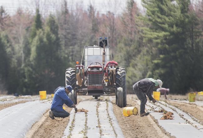 Facing labour shortages, Liberals loosen rules on foreign workers ahead of budget | iNFOnews.ca