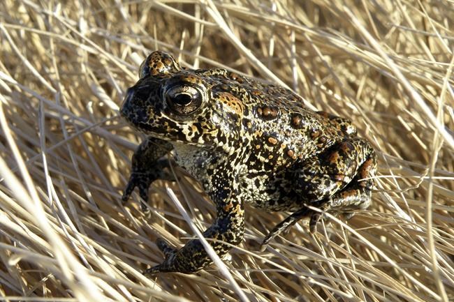 Nevada toad declared endangered at site of geothermal plant | iNFOnews.ca Nevada toad declared endangered at site of geothermal plant | iNFOnews.ca