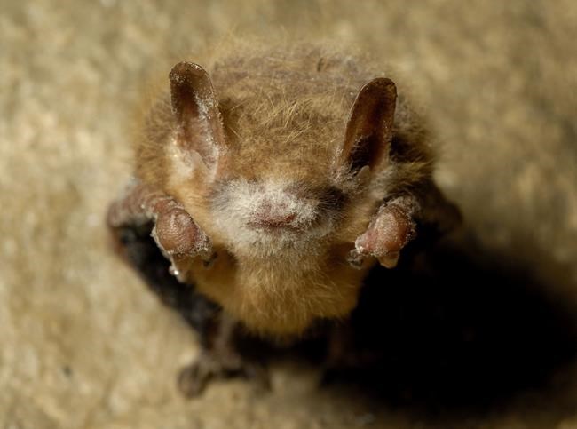 Fungus that causes fatal bat disease found in Louisiana | iNFOnews.ca