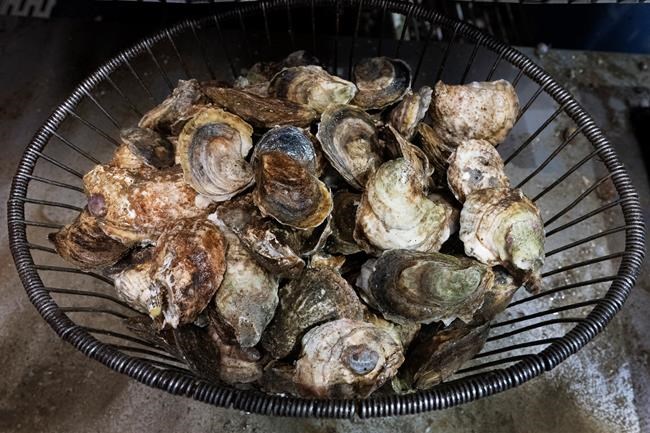 Norovirus outbreak tied to raw B.C. oysters linked to 91 illnesses in U.S. | iNFOnews.ca Norovirus outbreak tied to raw B.C. oysters linked to 91 illnesses in U.S. | iNFOnews.ca