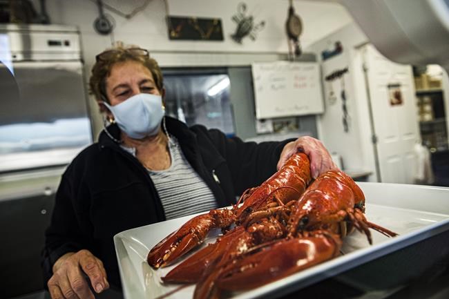 'Our lobsters are gold plated now:' Atlantic Canada lobster exports, prices soar | iNFOnews.ca
