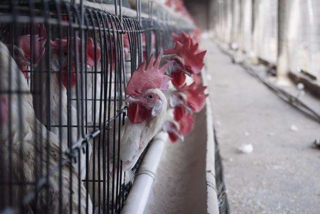 Highly pathogenic avian flu found in Alberta poultry, new cases in Ontario: CFIA | iNFOnews.ca