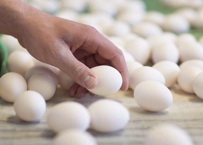 Food industry adjusting to large outbreak of avian flu in Canada, around the world | iNFOnews.ca Food industry adjusting to large outbreak of avian flu in Canada, around the world | iNFOnews.ca