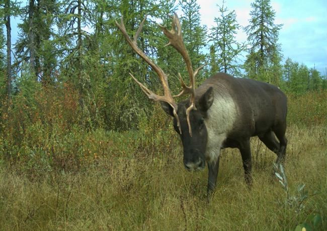 Quebec premier warns Ottawa against unilateral action to protect province's caribou | iNFOnews.ca CP1944962903