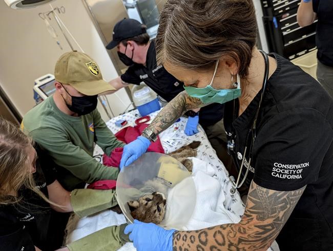 Emaciated mountain lion cub rescued, treated at Oakland Zoo | iNFOnews.ca Emaciated mountain lion cub rescued, treated at Oakland Zoo | iNFOnews.ca