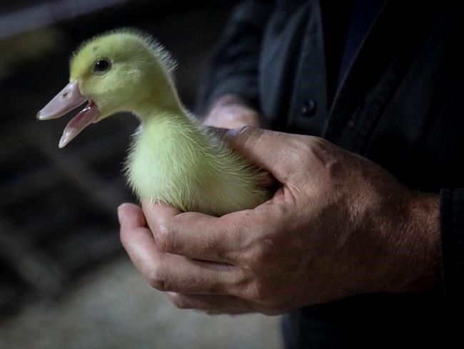 Quebec duck farm says it has detected a case of highly pathogenic avian flu | iNFOnews.ca