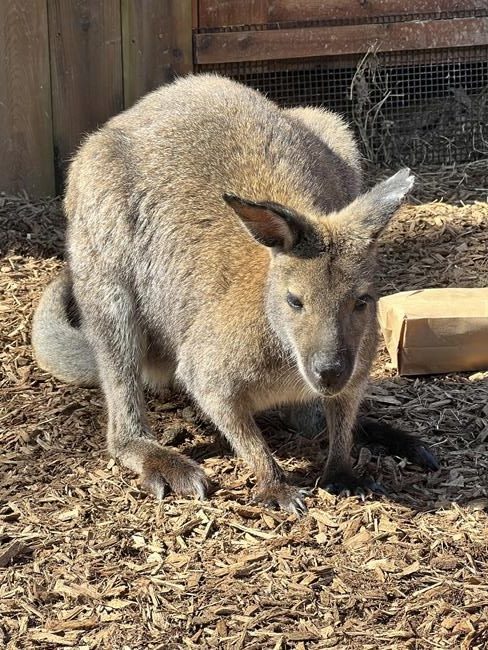 Missing wallaby found hiding in bush near zoo exhibit | iNFOnews.ca Missing wallaby found hiding in bush near zoo exhibit | iNFOnews.ca