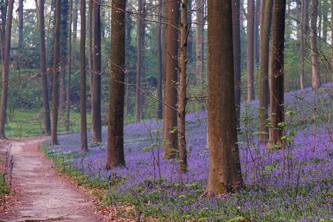 Feeling blue in today's world? Head for Belgian bluebells! | iNFOnews.ca