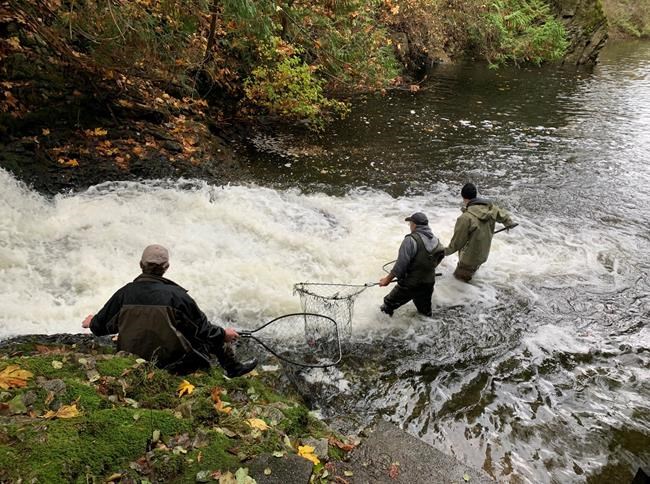 B.C. conservation group moves thousands of salmon that will produce millions of eggs | iNFOnews.ca