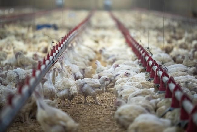 B.C. poultry farmers uniquely equipped to respond to possible avian flu | iNFOnews.ca