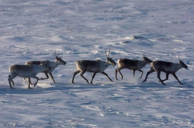 Ottawa making good on pledge to unilaterally protect Quebec caribou: minister | iNFOnews.ca CP571788436