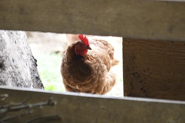 Second B.C. farm positive for avian flu as virus found in backyard flock in Kelowna | iNFOnews.ca Second B.C. farm positive for avian flu as virus found in backyard flock in Kelowna | iNFOnews.ca