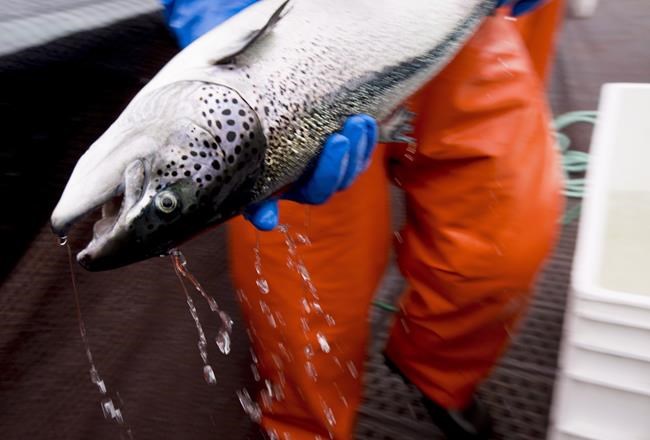 Lack of fairness prompts Federal Court to set aside B.C. fish farm phaseout | iNFOnews.ca