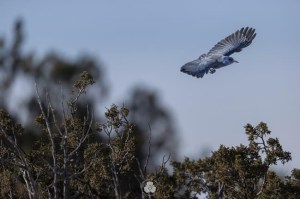CP1711093395