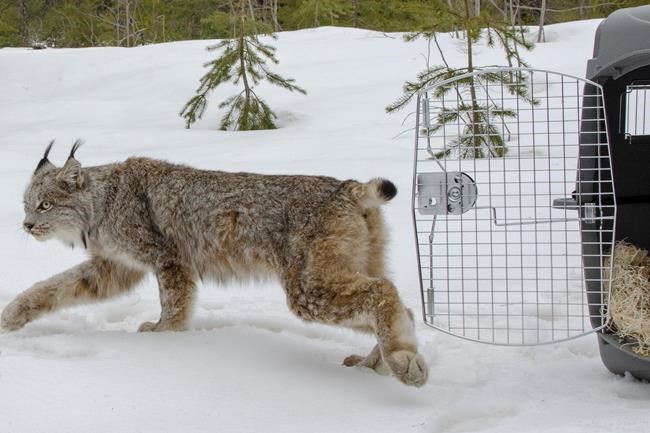 Canada lynx protections deal sealed by US, environmentalists | iNFOnews.ca