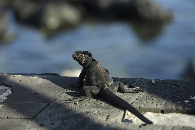 One-fifth of reptiles worldwide face risk of extinction | iNFOnews.ca