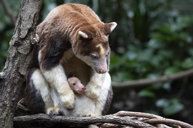 It's a joey! Bronx Zoo announces birth of rare tree kangaroo | iNFOnews.ca