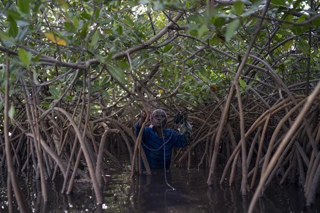 Growing African mangrove forests aim to combat climate woes | iNFOnews.ca CP327886012