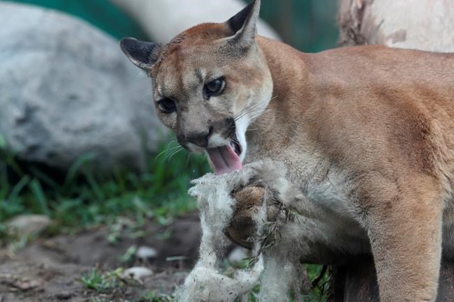 Poaching probe after cougar kittens killed, dismembered on Vancouver Island | iNFOnews.ca