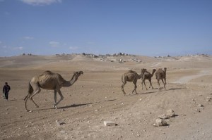 CP175881774