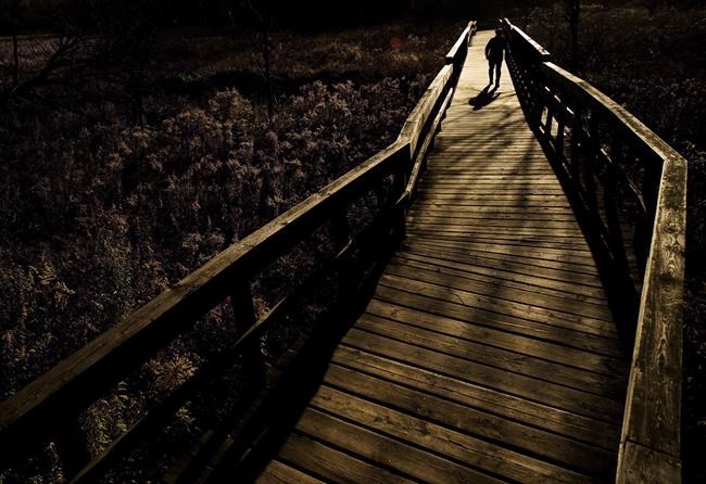 Blue marshlands store as much carbon as green forests, says study | iNFOnews.ca Blue marshlands store as much carbon as green forests, says study | iNFOnews.ca