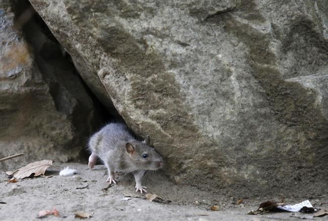 Oh, rats! As New Yorkers emerge from pandemic, so do rodents | iNFOnews.ca