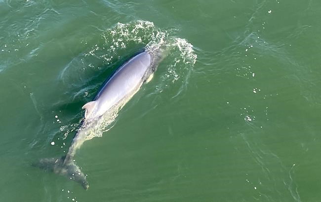 Second minke whale spotted off Montreal, marine mammal group says | iNFOnews.ca