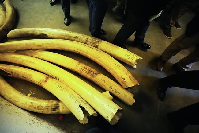 Zimbabwe urges sale of stockpile of seized elephant ivory | iNFOnews.ca