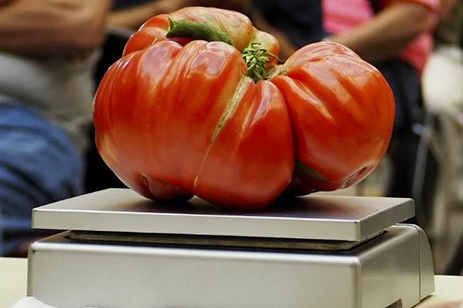 Gardening: A tomato lover's 7 tips for growing them big | iNFOnews.ca Gardening: A tomato lover's 7 tips for growing them big | iNFOnews.ca