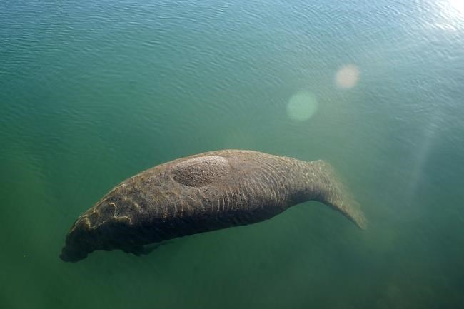 Florida wildlife officials say some manatee food growing | iNFOnews.ca Florida wildlife officials say some manatee food growing | iNFOnews.ca