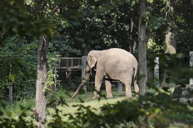 Happy is an Asian elephant. But is she also a person? | iNFOnews.ca