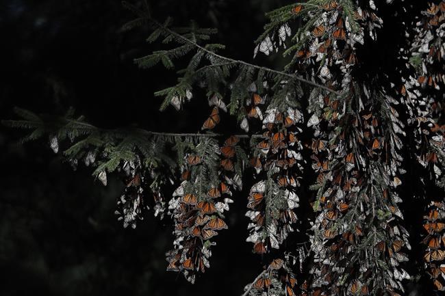 Monarch butterfly numbers in Mexico rise by 35% | iNFOnews.ca