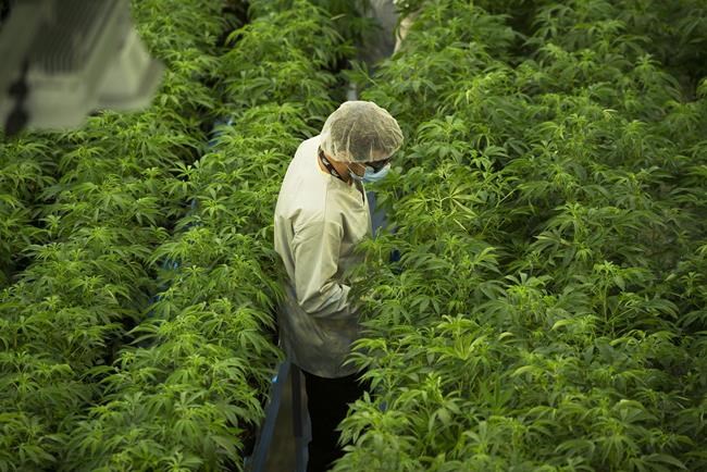 Canopy Growth reports Q4 net revenue down 25 per cent from year ago | iNFOnews.ca CP500013627