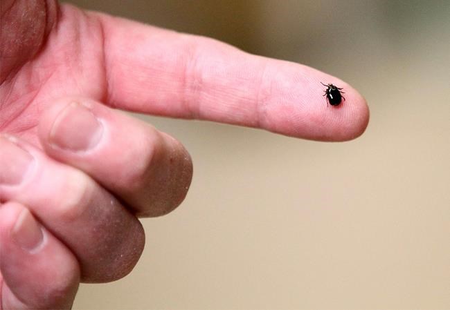 Experts expect bad year for ticks as disease-carrying bugs expand range in Canada | iNFOnews.ca