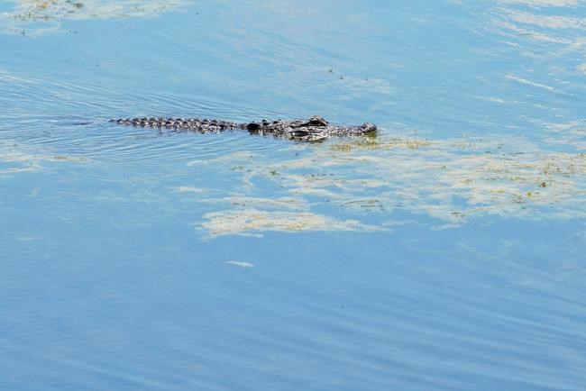 Man found dead in gator-filled lake near disc golf course | iNFOnews.ca Man found dead in gator-filled lake near disc golf course | iNFOnews.ca