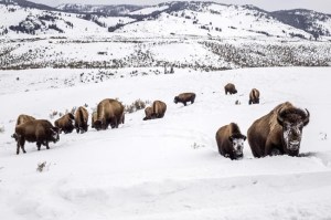 CP1087176012