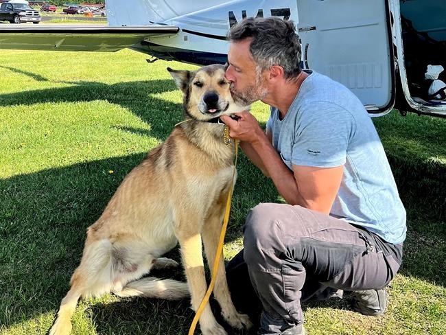 Iditarod dog found months after disappearing from checkpoint | iNFOnews.ca