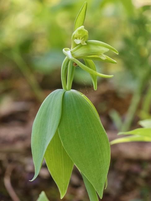 Vermont says threatened orchid not seen since 1902 found | iNFOnews.ca