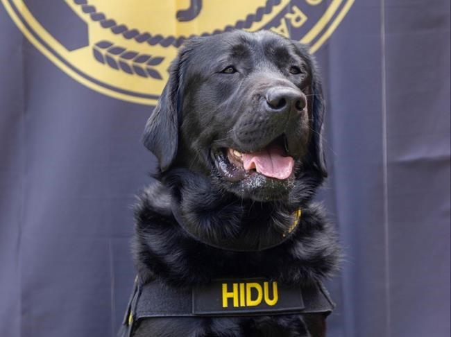 Electronic-sniffing dog helps in pedophilia arrest in Mexico | iNFOnews.ca