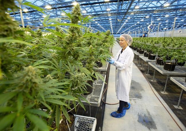 Pot company Hexo's restructuring to include loss of 450 jobs, Ont. facility closure | iNFOnews.ca Pot company Hexo's restructuring to include loss of 450 jobs, Ont. facility closure | iNFOnews.ca