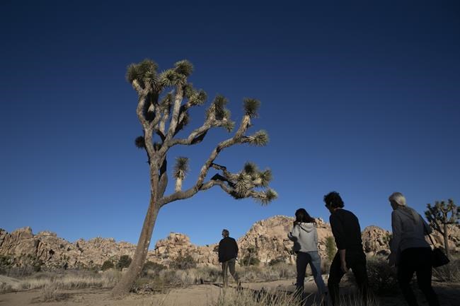 California debates listing western Joshua tree as threatened | iNFOnews.ca California debates listing western Joshua tree as threatened | iNFOnews.ca
