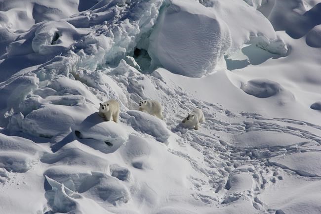 Shaky oasis for some polar bears found, but not for species | iNFOnews.ca