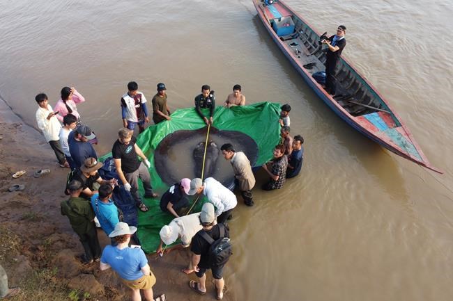 Cambodian catches world's largest recorded freshwater fish | iNFOnews.ca