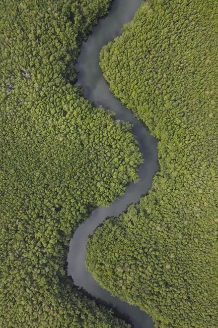 World's biggest bacterium found in Caribbean mangrove swamp | iNFOnews.ca World's biggest bacterium found in Caribbean mangrove swamp | iNFOnews.ca