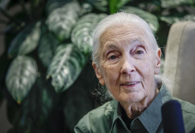 Jane Goodall returns to live events in effort to inspire hope, action on environment | iNFOnews.ca