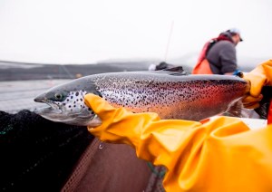 CP1895361203