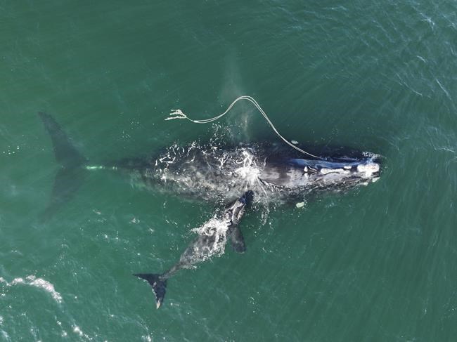 Whale entanglements drop, but remain major threat, feds say | iNFOnews.ca